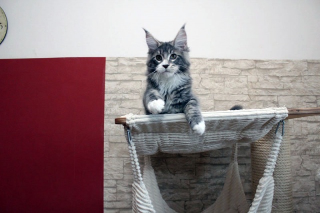 Maine Coon - mainská mývalia mačka - www.maine-coons.sk